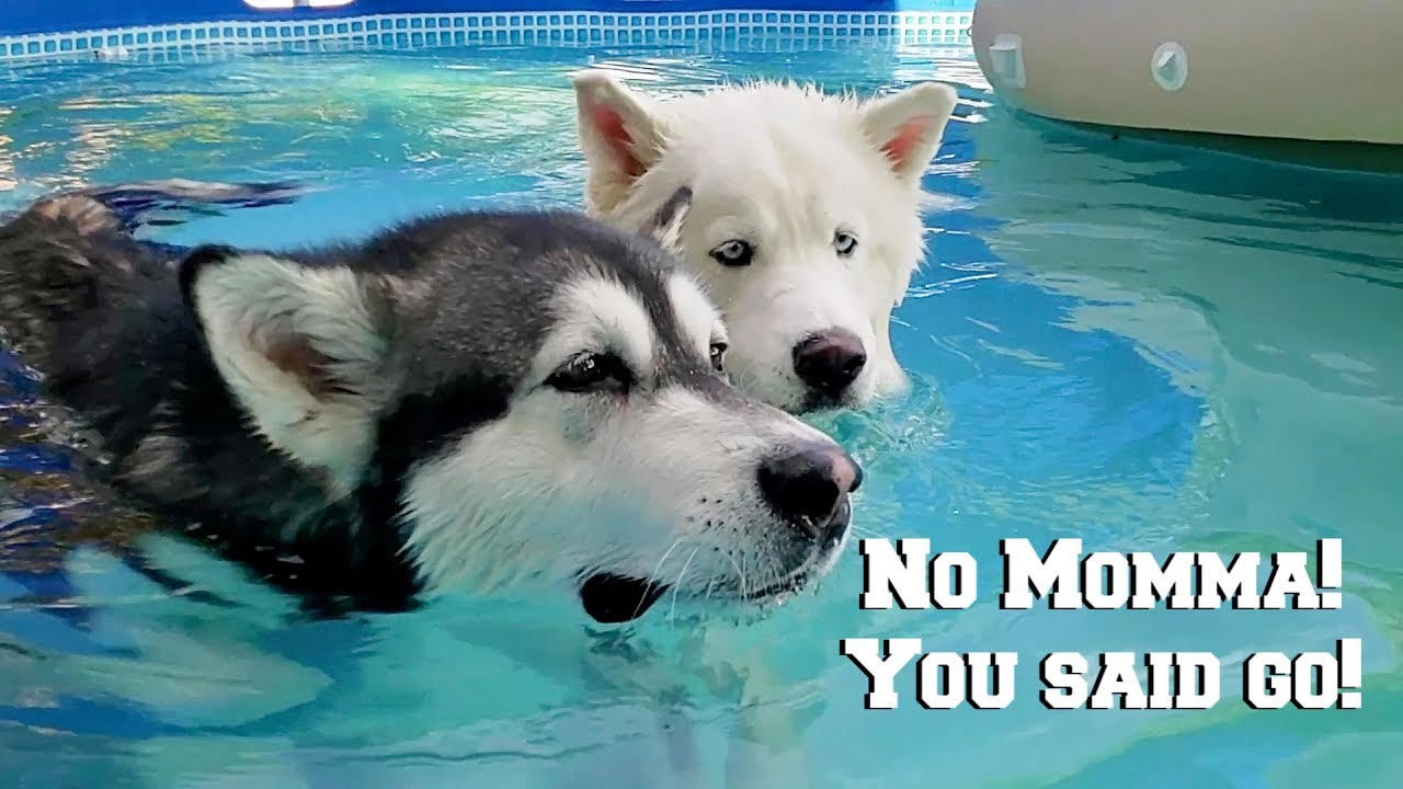 Husky & Malamute Argue With Owner After Jumping In Pool