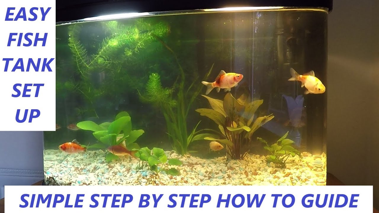 EASY FISH TANK SET UP GUIDE FOR COLD WATER FISH. GOLDFISH TANK - HOW TO SET UP AN AQUARIUM FISH TANK