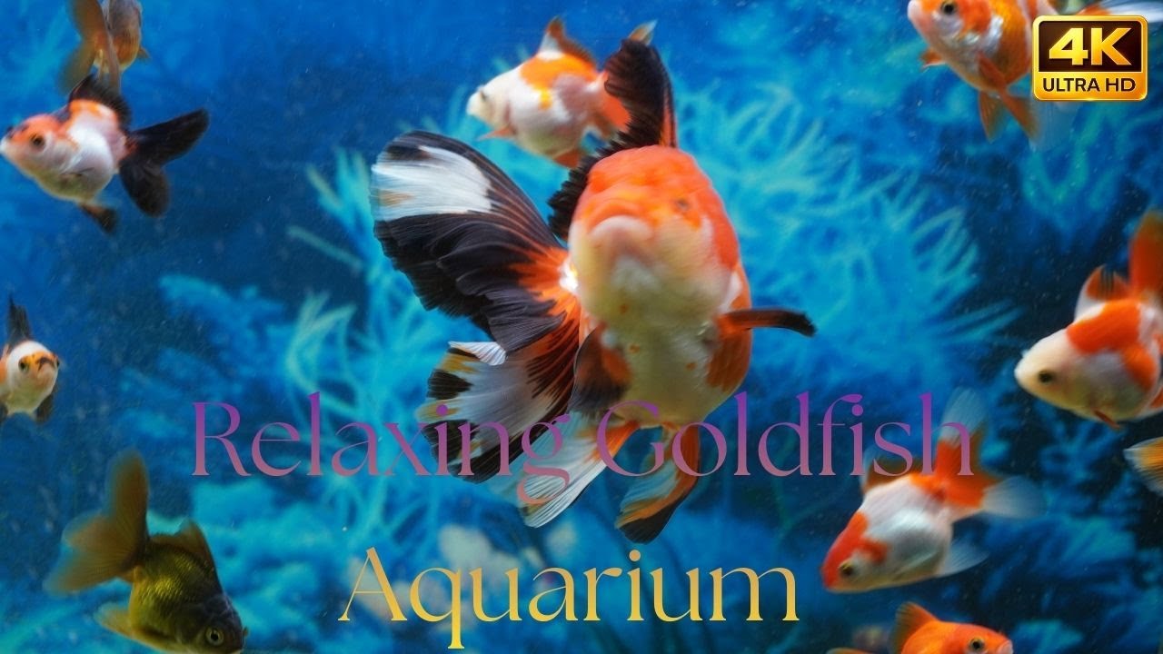 Relaxing Goldfish Aquarium in 4K