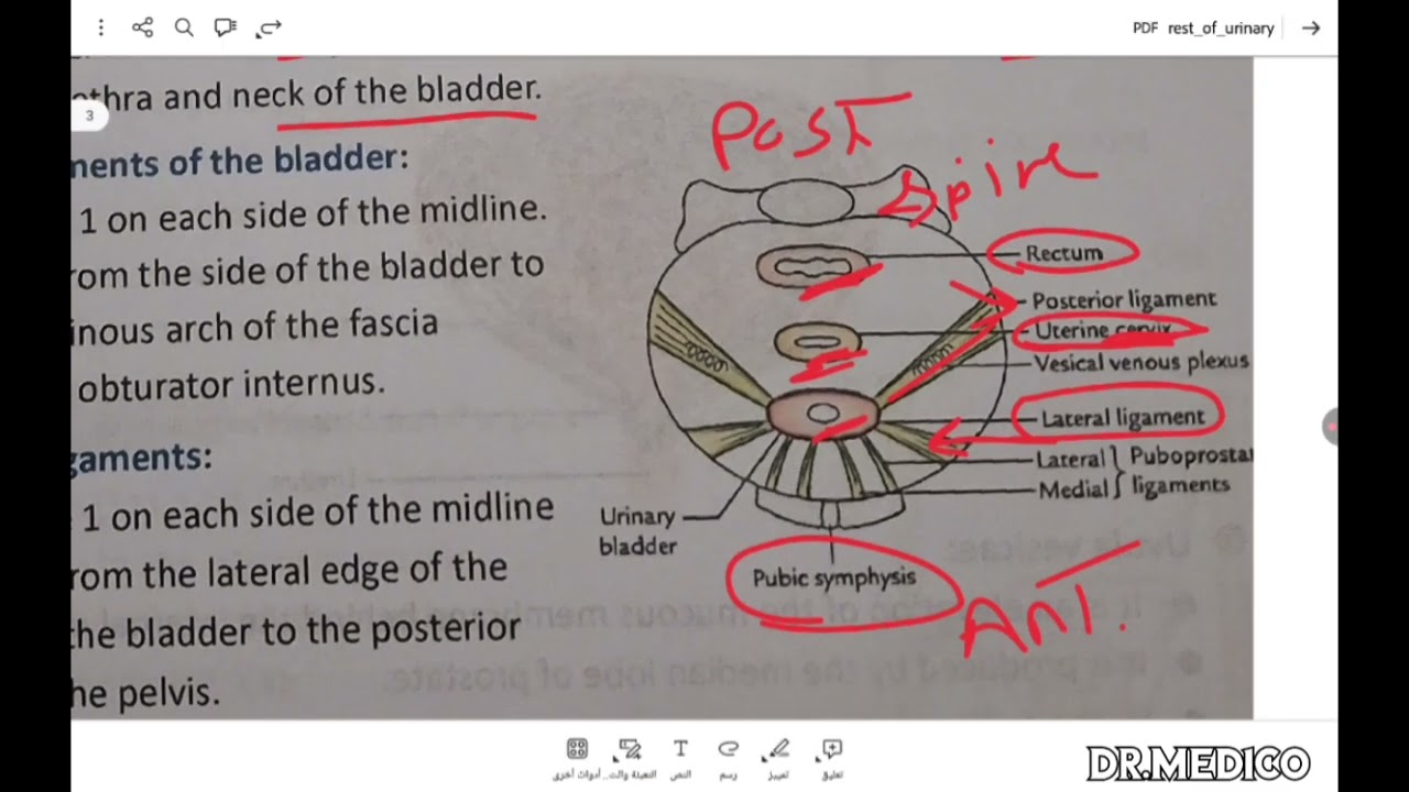 Anatomy and embryology of urinary bladder and urethra شرح مبسط | urinary system module