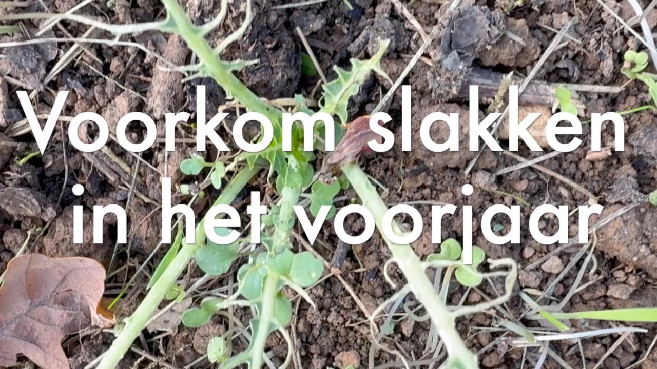 Ini's Moestuin #207 Slakkenplaag voorjaar voorkomen, een nieuwe curiositeit, mulchen met smeerwortel
