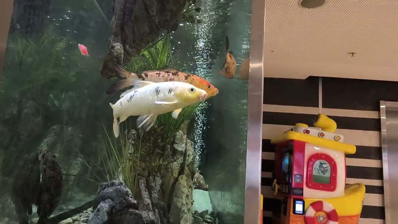 Akvarijum/mi i uživanje i smirenje u pogledu na njih i ribice u njima. 2025.📹🐠🥁
