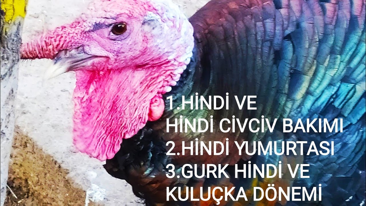HİNDİ BAKIMI NASIL OLUR?HİNDİ CİVCİV BAKIMI-GURK HİNDİ-HİNDİ YUMURTASI-HİNDİ YUMURTASI NASIL OLUR?