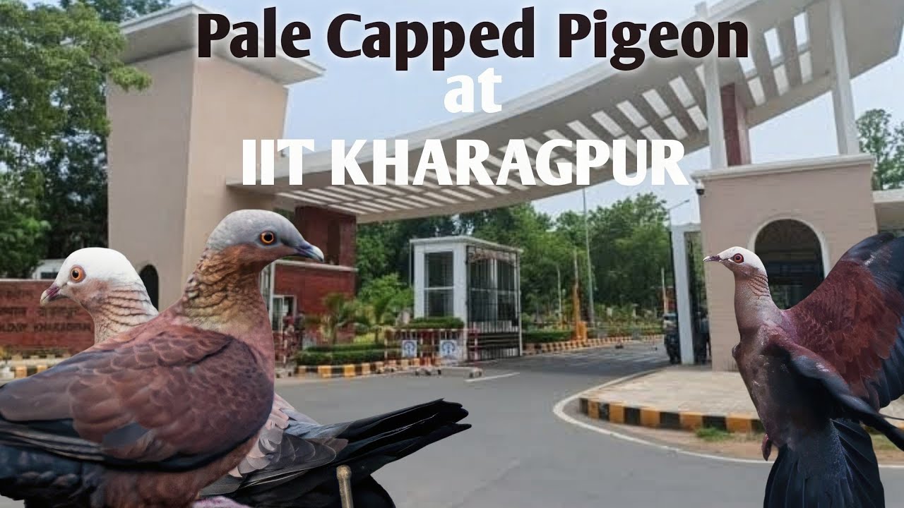 RARE SIGHTING! Pale-capped Pigeon Spotted at IIT Kharagpur 🕊️🔥