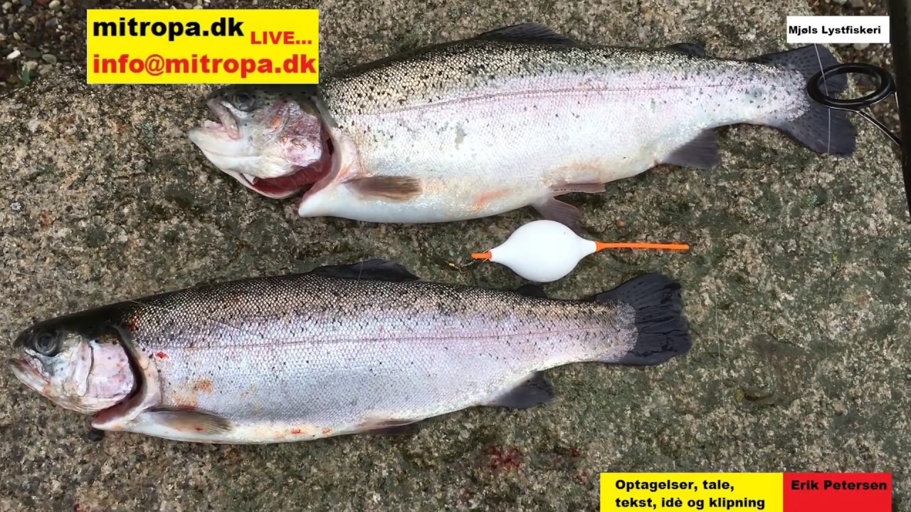 Put & Take: Sådan får du fisk på krogen: Med PowerBait og Bombarda Inno i Mjøls Lystfiskeri