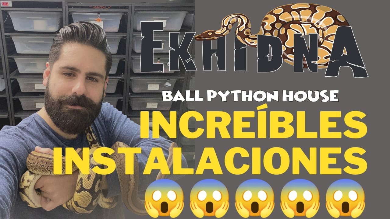 Instalaciones y serpientes de lujo, criadero de Pitón Regius en CDMX (Ekhidna Ball Python House)