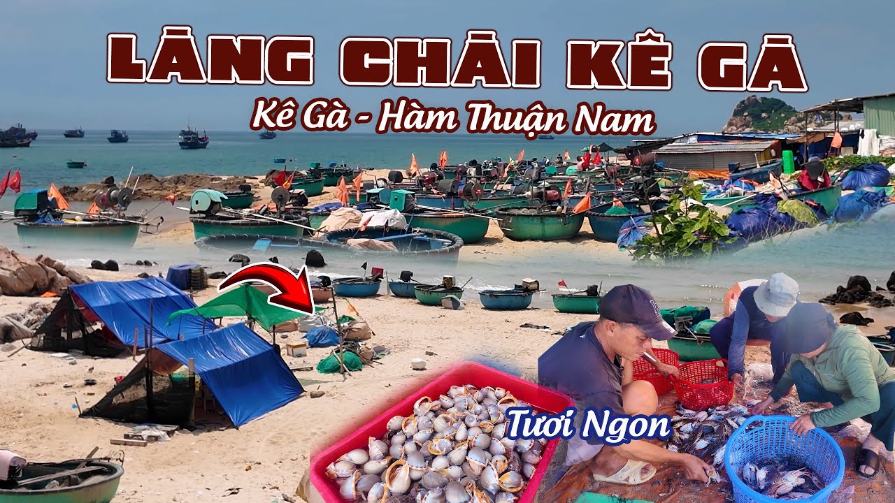Làng Chài Kê Gà Bình Thuận Mưu Sinh Nghề Biển | Cuộc Sống Nơi Địa Danh Du Lịch Bình Thuận