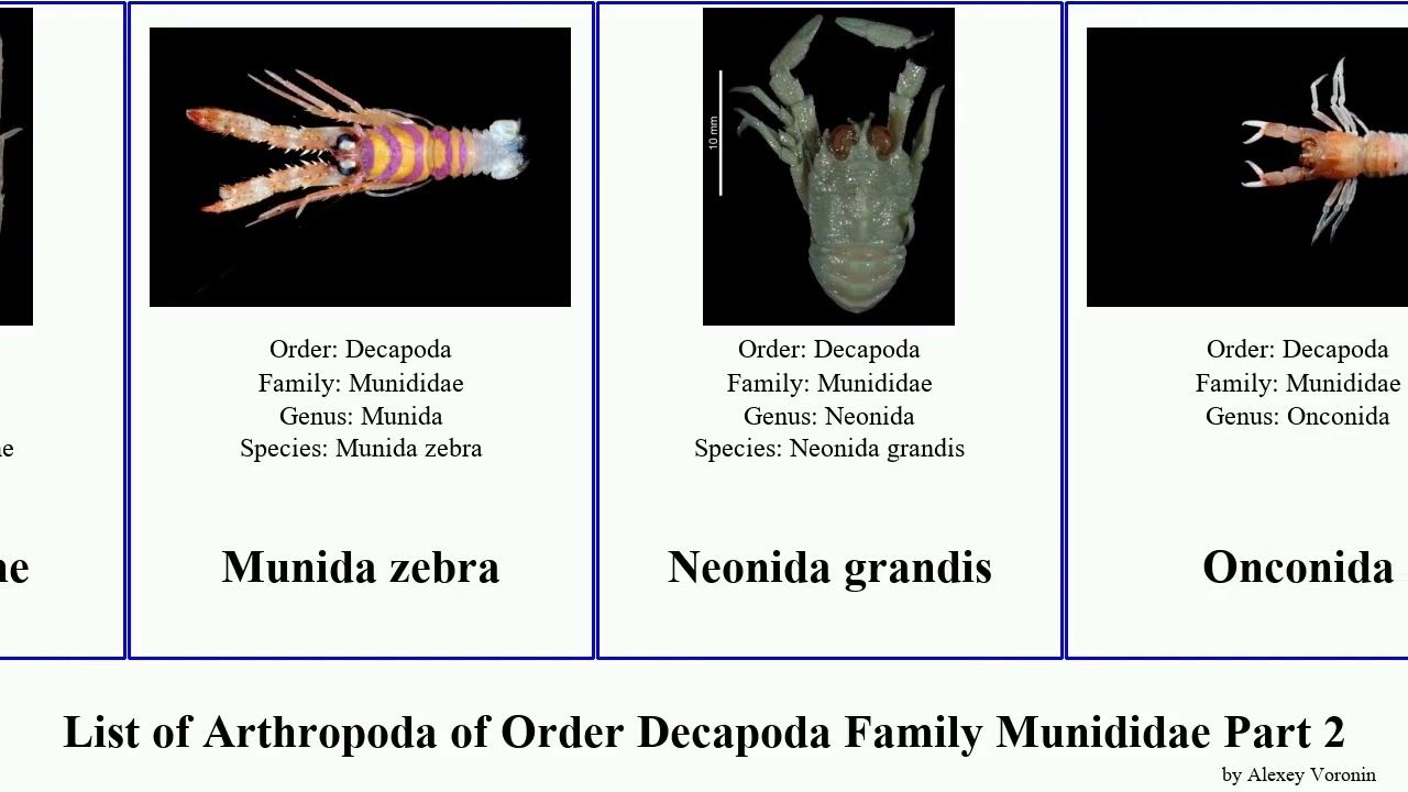 List of Arthropoda of Order Decapoda Family Munididae Part 2. munida paramunida sadayoshia gemini
