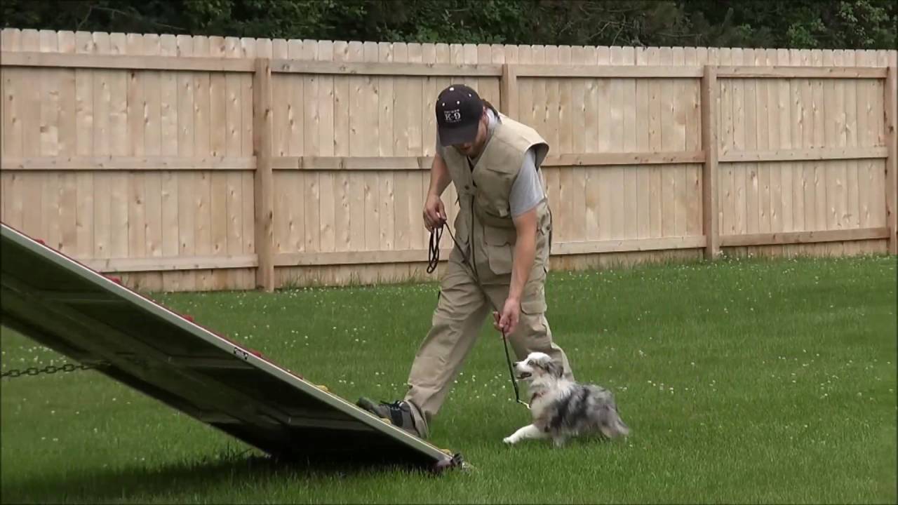 Shay (Toy Australian Shepherd) Boot Camp Dog Training