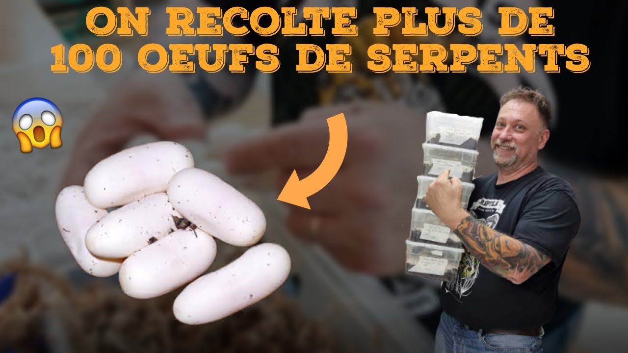 ON RECOLTE PLUS DE 100 OEUFS DE SERPENTS !!