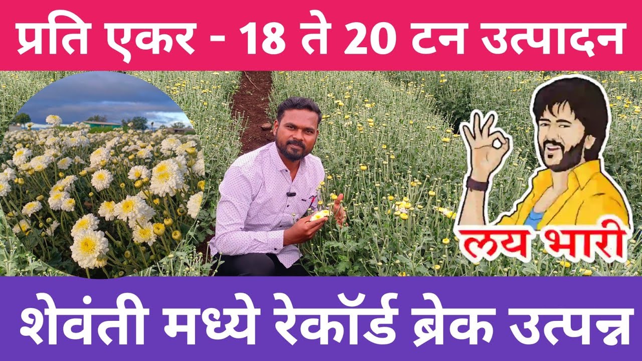 शेवंती मध्ये रेकॉर्ड ब्रेक उत्पादन घेण्यासाठी हा व्हिडिओ संपूर्ण पहा /Chrysanthemum farming