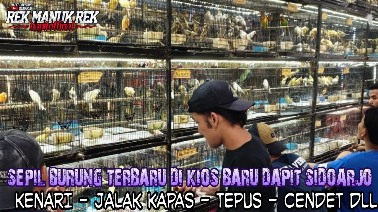 SEPIL BURUNG TERBARU DI KIOS BARU DAPIT SIDOARJO !!! KENARI - JALAK KAPAS - TEPUS - CENDET DLL
