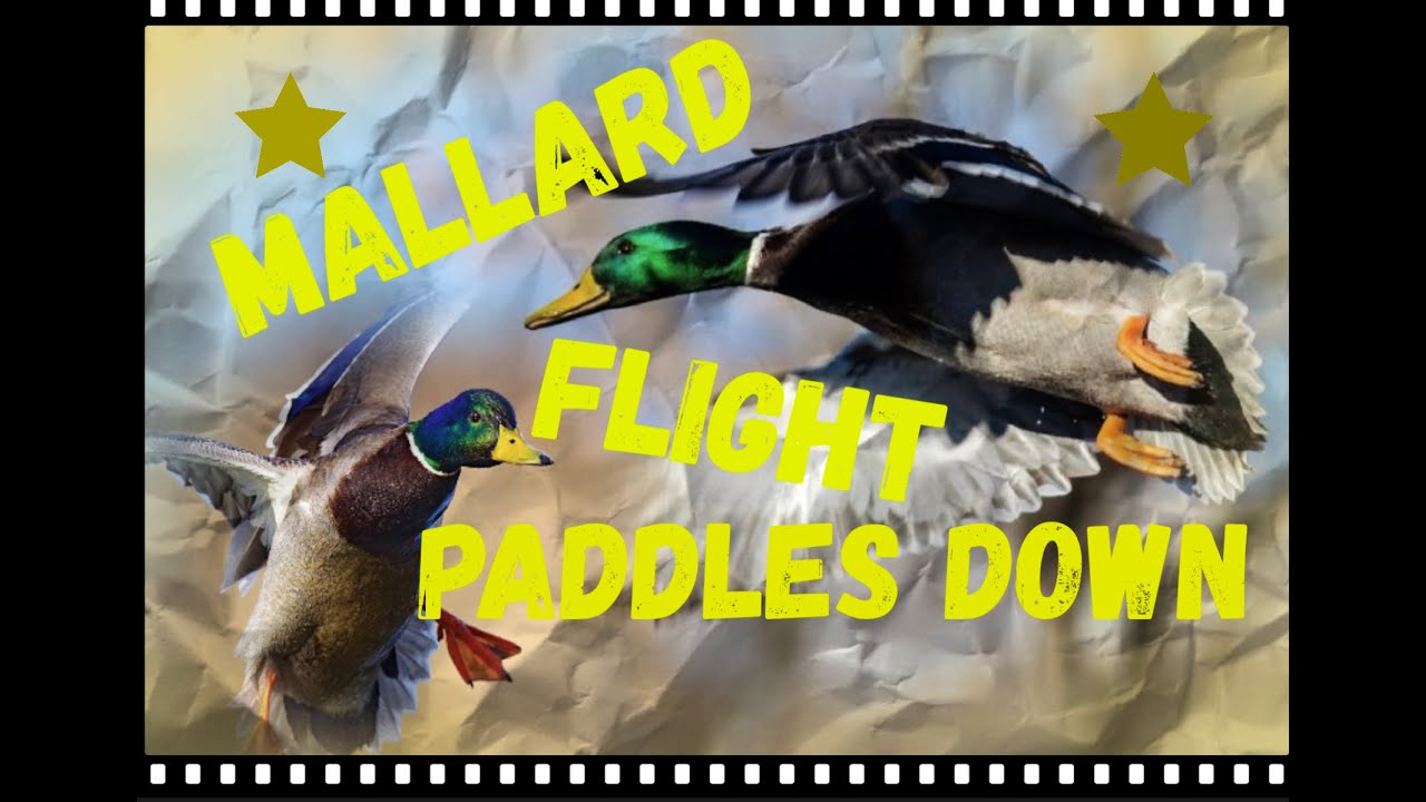duck shooting