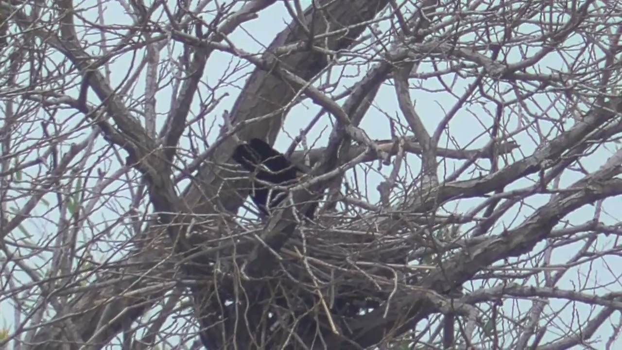 Y0215　Oita River　Light Rain　This year's Nest is complete　AOI and MON (Wild Carrion Crow)