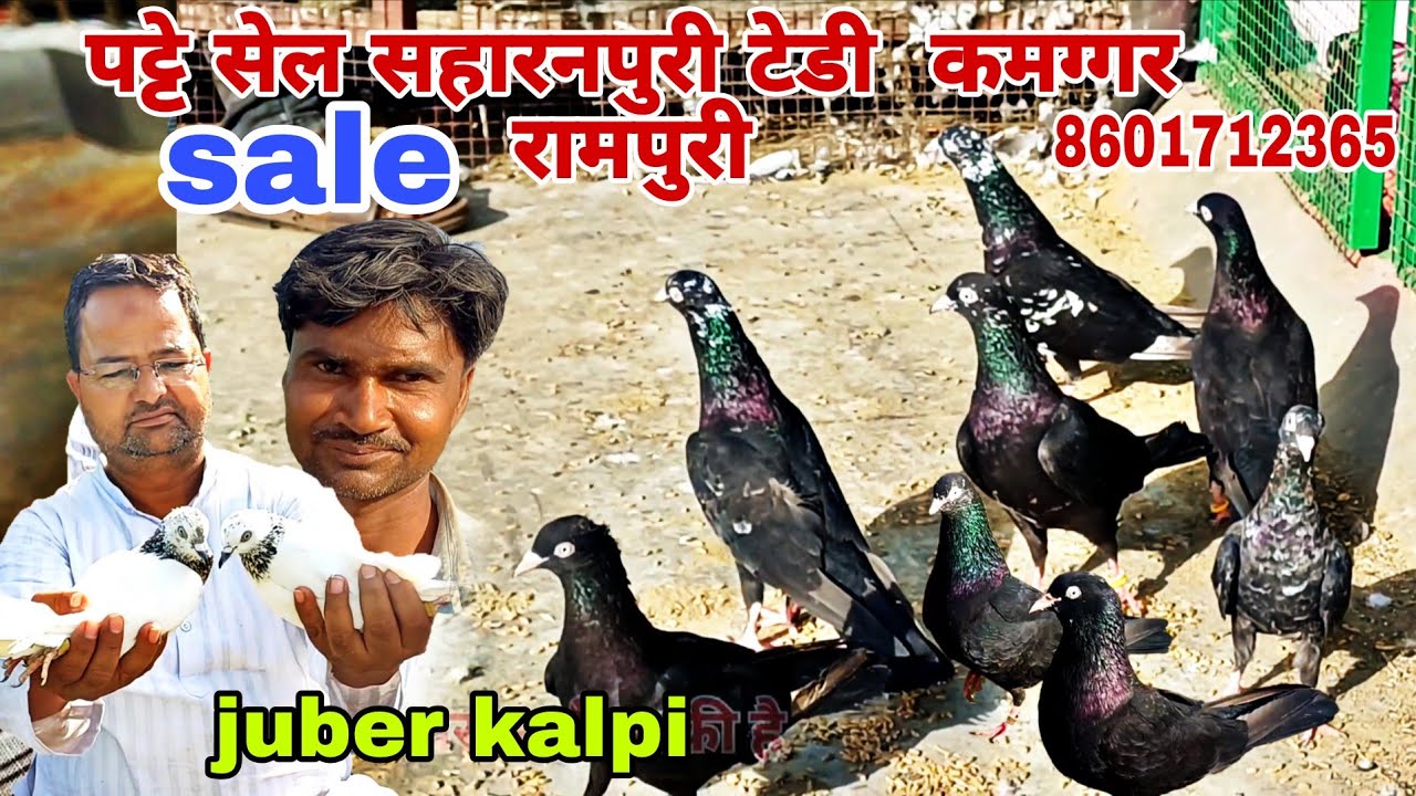 पट्टे सेल के लिए टेडी कबूतर कमग्गर रामपुरी for sale patthe 8601712365 juber kalpi #youtube 