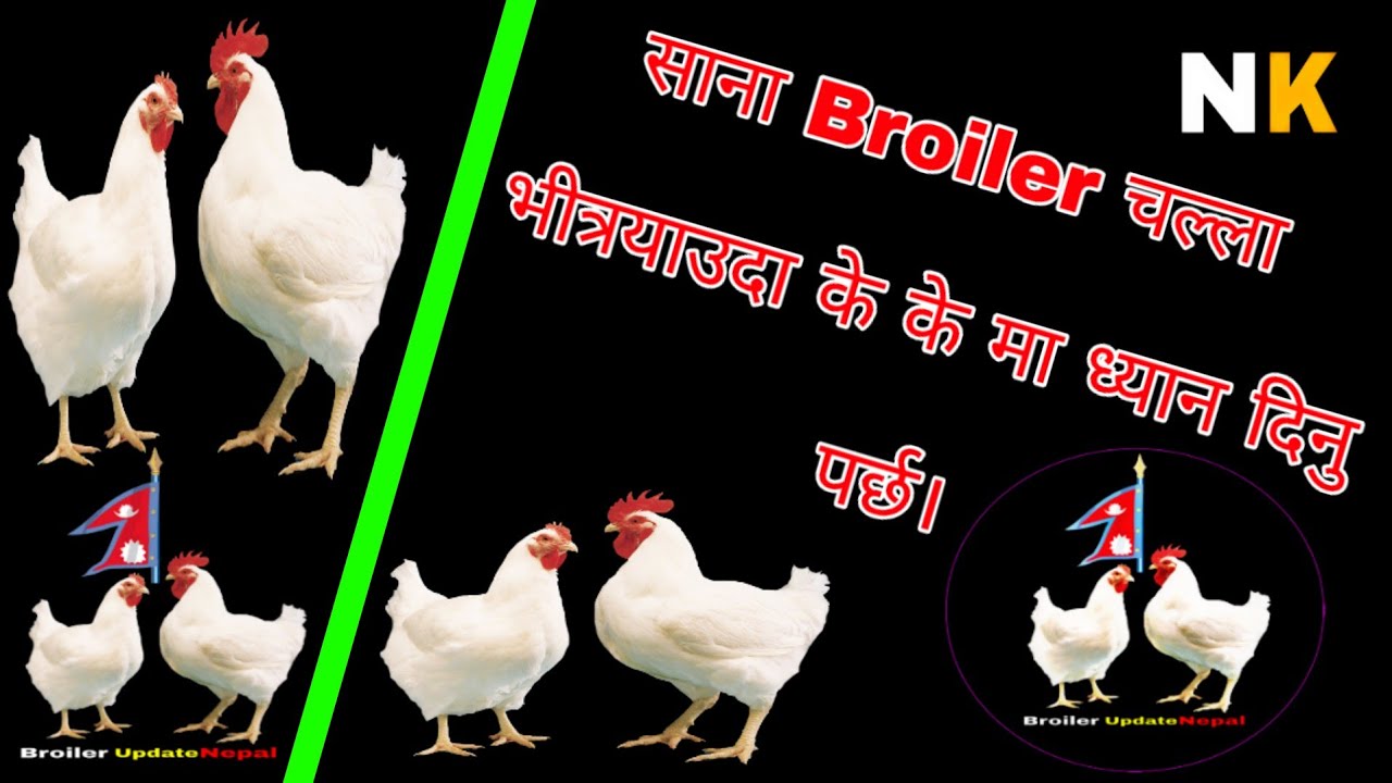Broiler को सानो चल्ला भीत्रयाउदा के गर्नु पर्छ?र के मा ध्यान दिनु पर्छ जानौ||Broiler Update Nepal ||