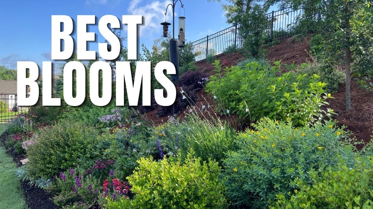 2025 Garden Highlights | A Georgia Garden in Progress