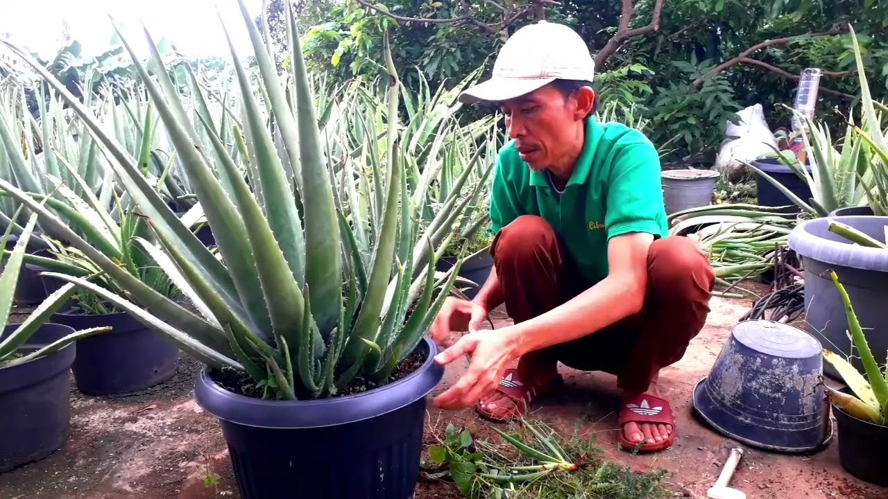 Cara menanam lidah buaya di pot agar subur dan pelepahnya besar seperti di kebun #aloevera