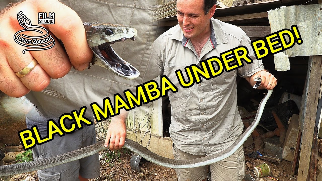 Venomous Black mamba rescues in South Africa, deadly snake under kid's bed, Nick Evans in action