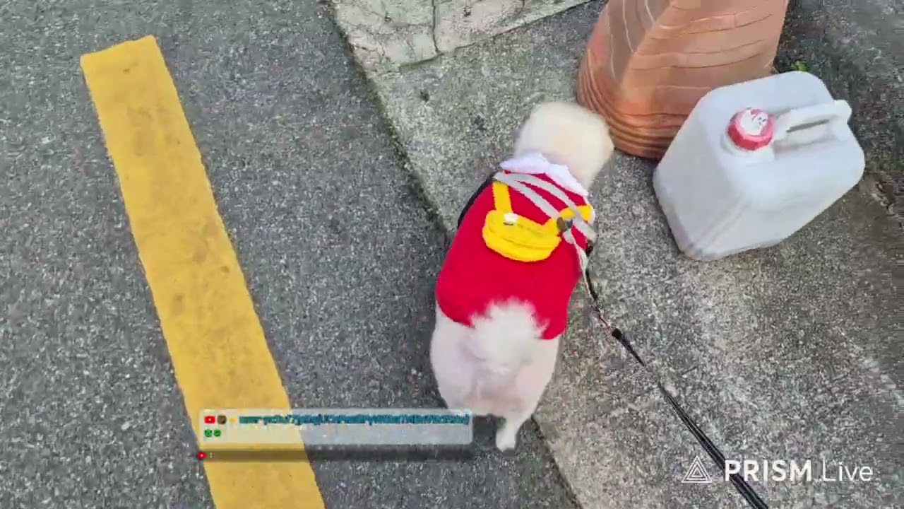 강아지 산책