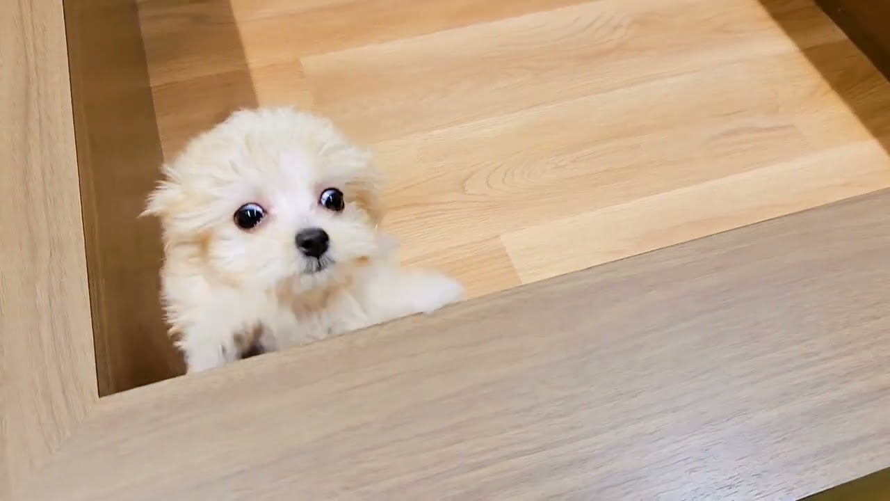 ペットショップ犬の家近江八幡店「198496」「マルプー」