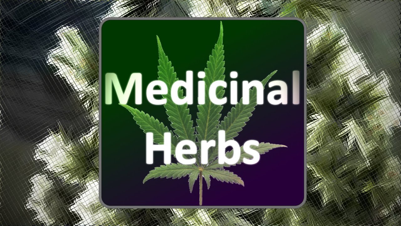 Medicinal Herbs - Cannabis Grow Simulator - Trailer #2 Short