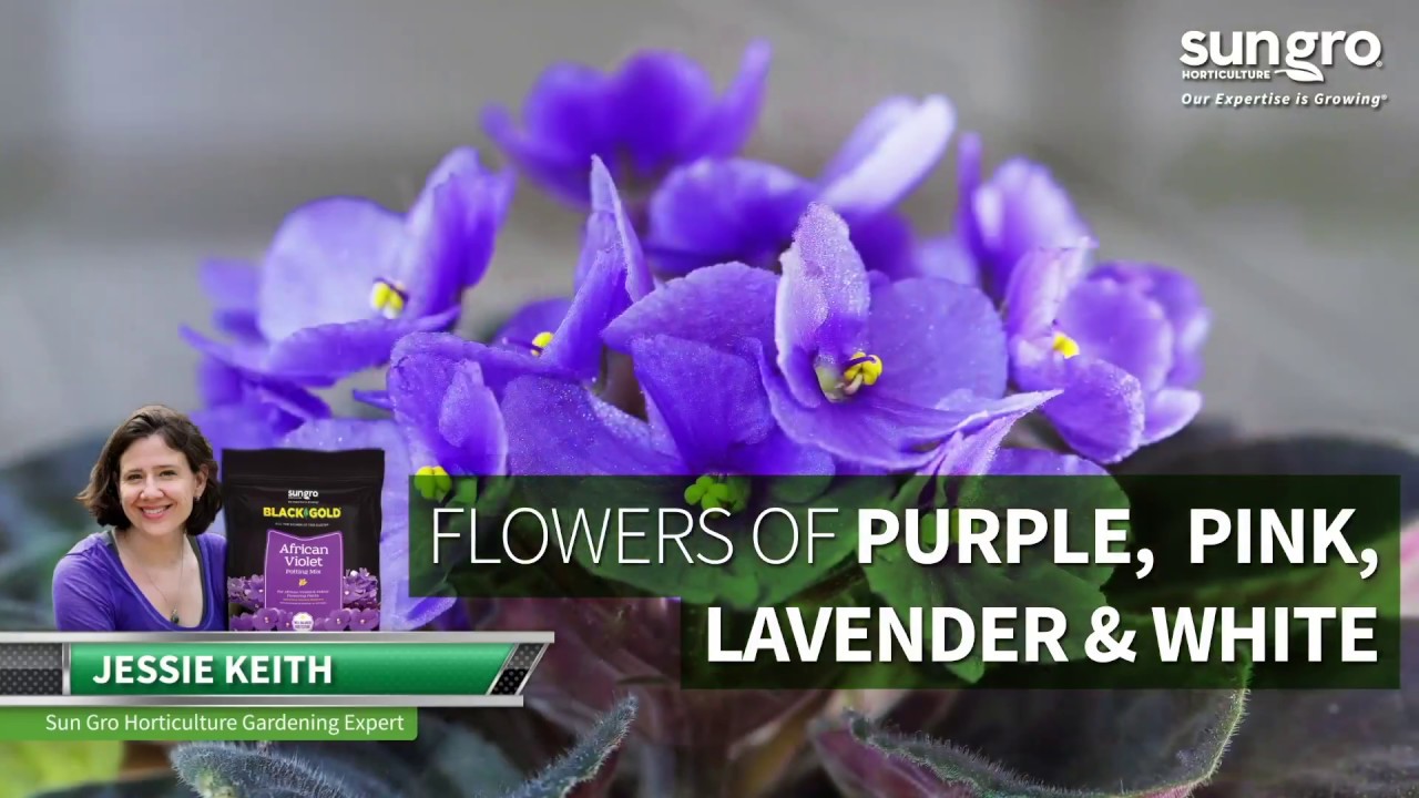 Black Gold&reg; African Violet Mix