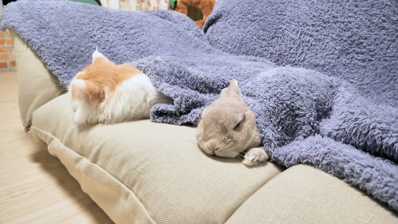 たぶん冬の間はソファとブランケットで過ごすことを決めたうさぎと猫の姉弟