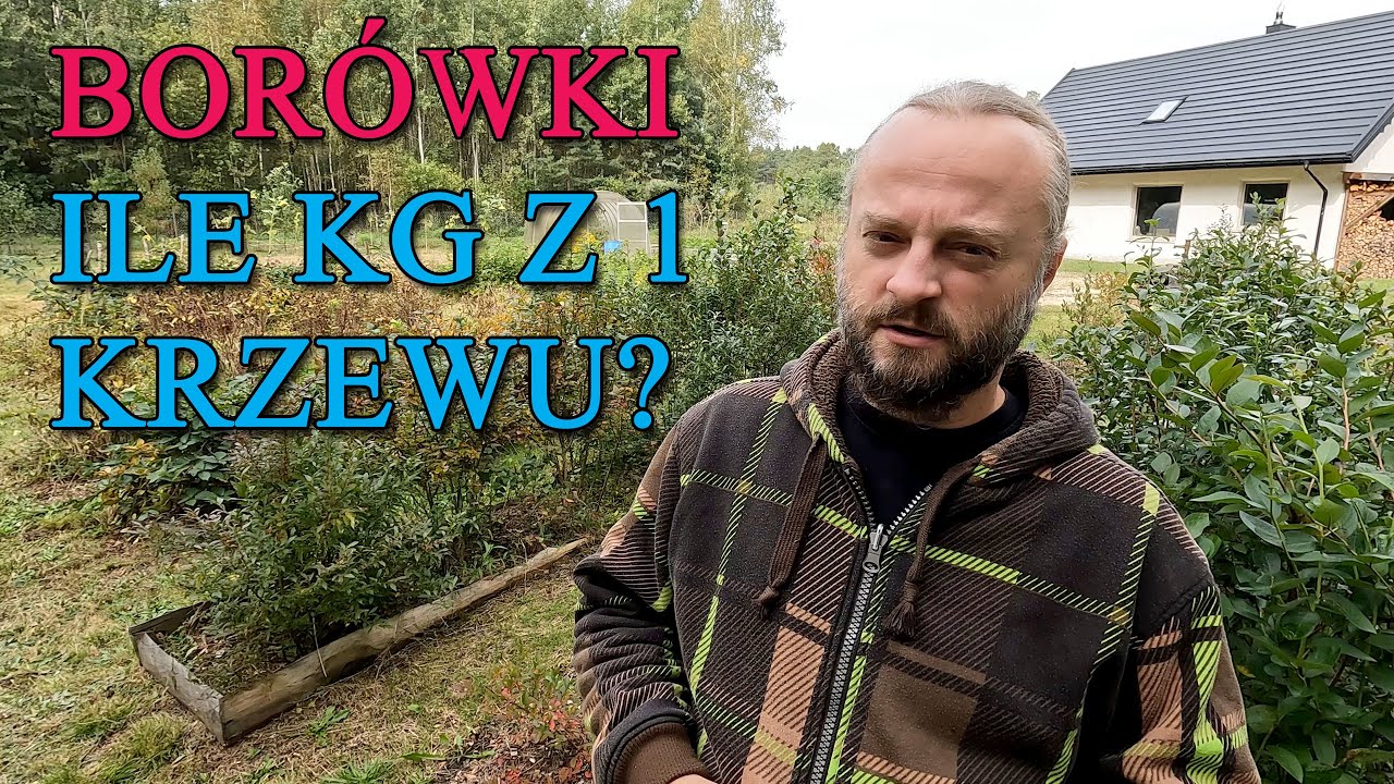 Borówki. Ile kg można zebrać z jednego krzewu? Podsumowanie zbiorów 2022 roku