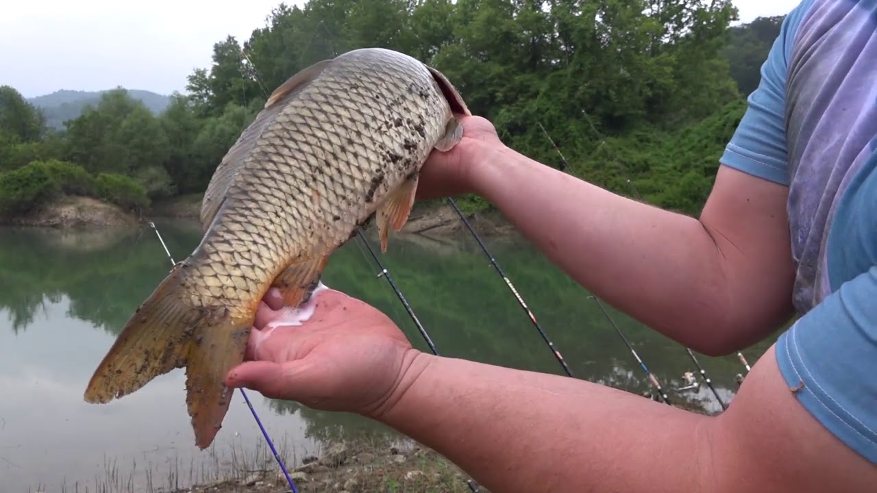 SAZAN AVI 2020 MÜKEMMEL VURUŞLAR  Carp Fishing 2