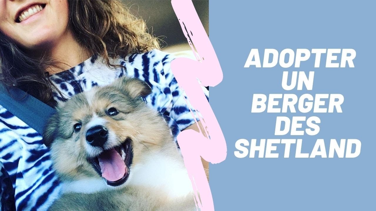Tout sur mon berger des Shetland | Adopter un chien dans un studio ?