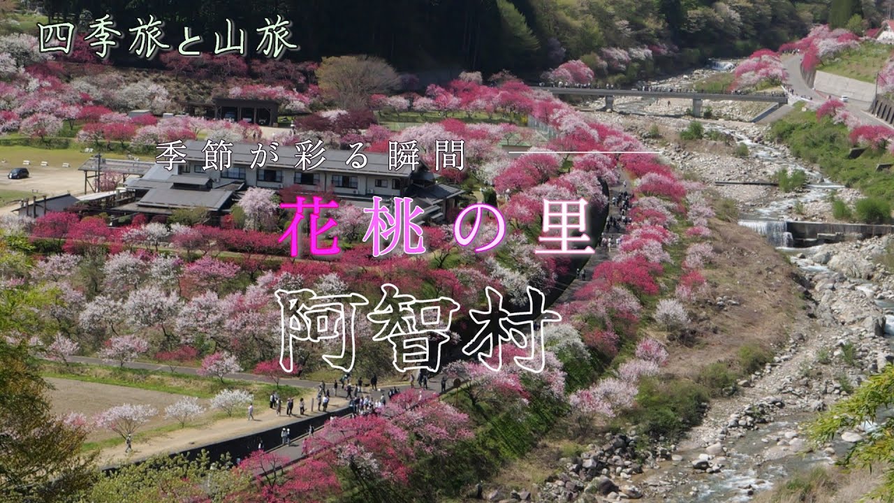 【4K】桃源郷 花桃の里 阿智村  2025.04.27　#花桃 #春 #阿智村 #花