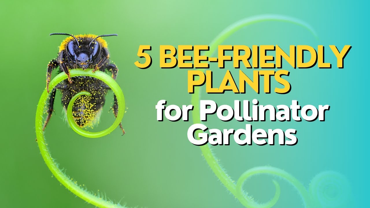 Top 5 Bee-Friendly Plants for Pollinator Gardens
