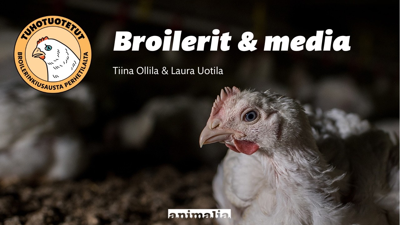 Broilerit ja media -webinaari