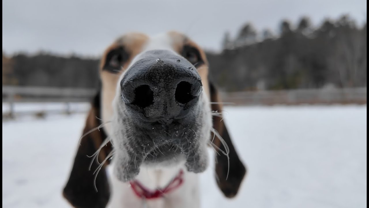 Lucy Mackenzie Humane Society: January 2026 "Adoptables"