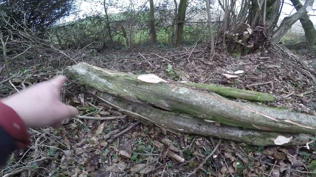 Derelict Hazel Coppice For Firewood Making a Start