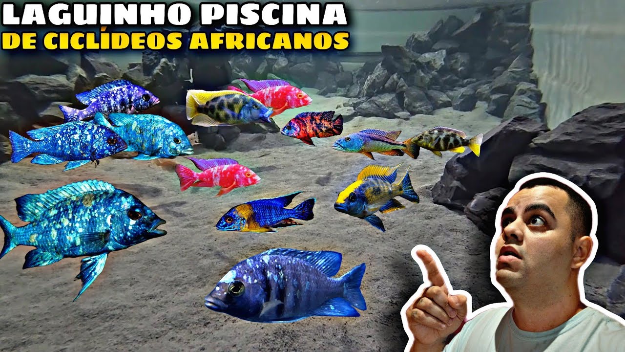 LAGUINHO PISCINA DE 3500L DE CICLÍDEOS AFRICANOS!