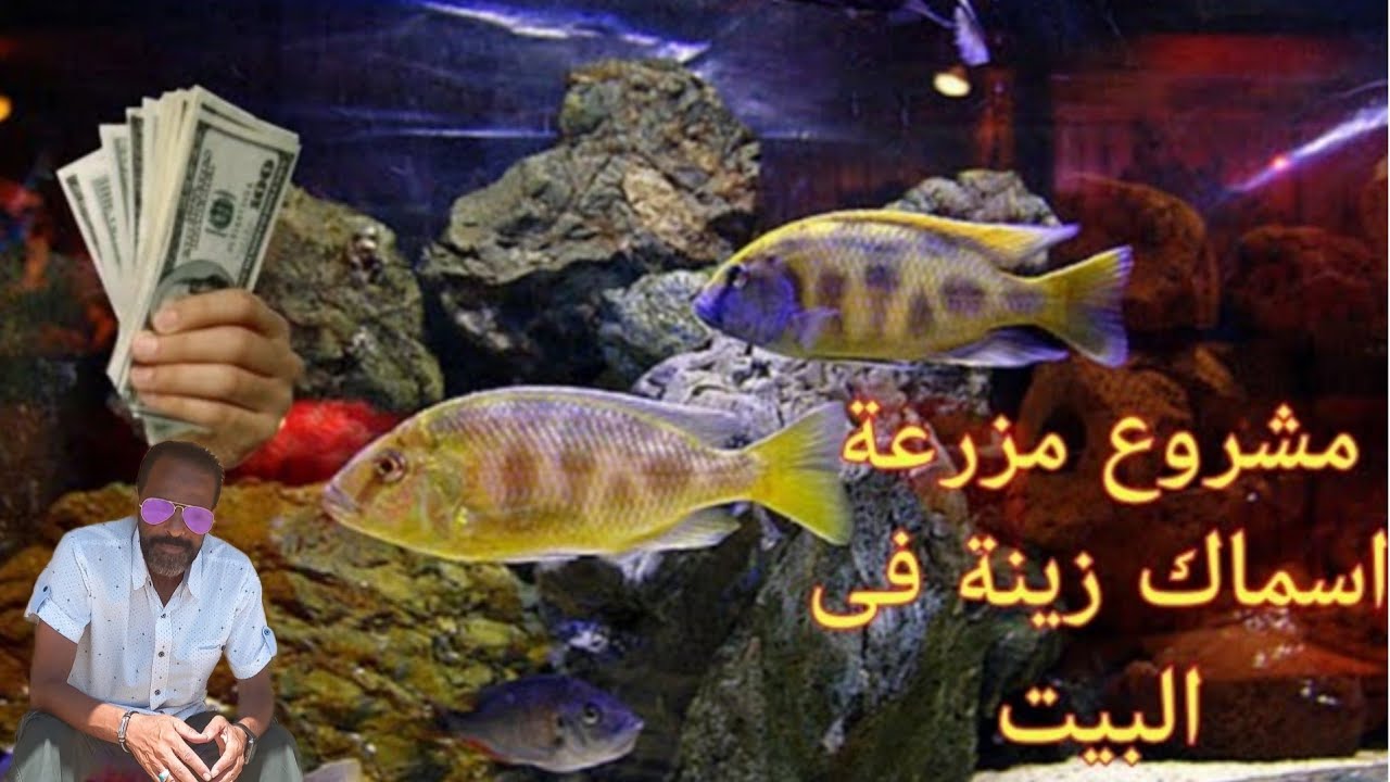 Проект фермы по разведению декоративных рыб в домашних условиях