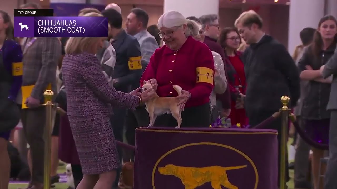 Chihuahuas (Smooth Coat) | Breed Judging 2026