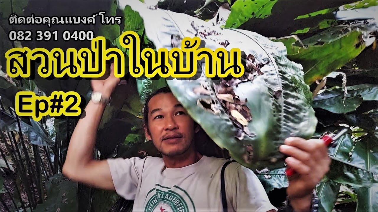 สร้างบ้านให้เป็นป่าอยู่คนเดียวกว่า20ปี,รักสันโดษ,ขายต้นไม้ ,ซิลเวอร์คลาวด์,ต้นหูกระต่าย,สวนป่าในบ้าน