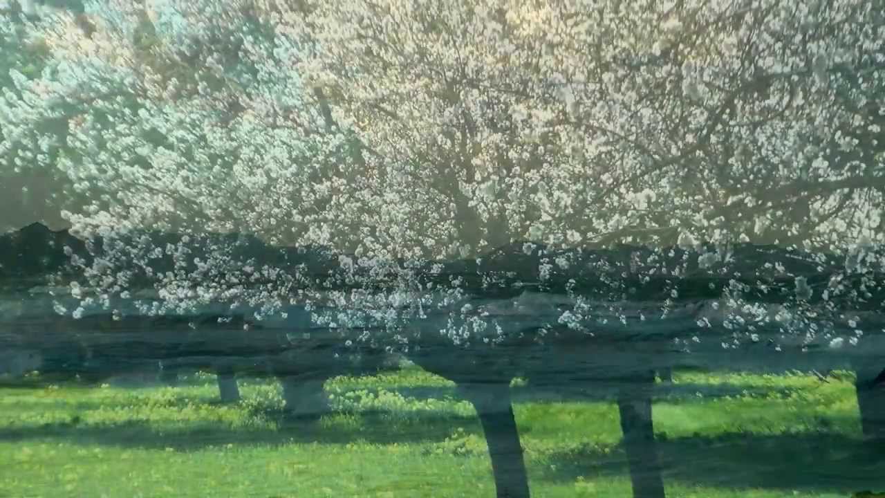 Almonds in bloom, Mallorca, Spain
