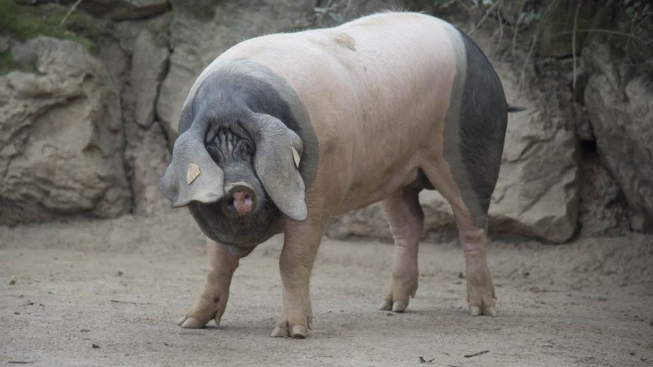 Basque Pigs | Forest Floor Foragers