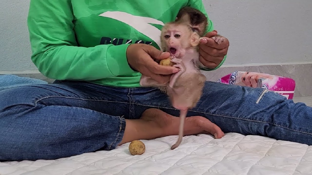 Wow,  yummy fruit baby monkey enjoy eating