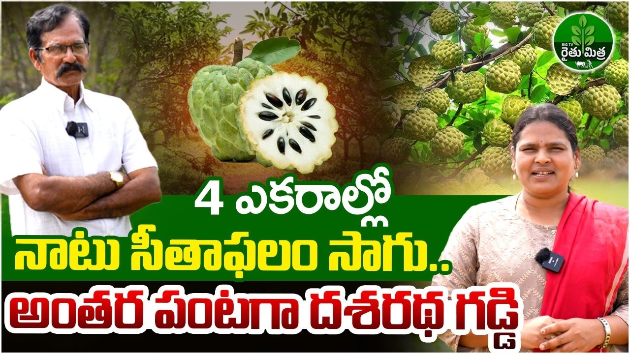 Custard Apple Farming In 4 Acres: సీతాఫలంలో అంతర పంటగా దశరథ గడ్డి |  | BIG TV Rythu Mithra
