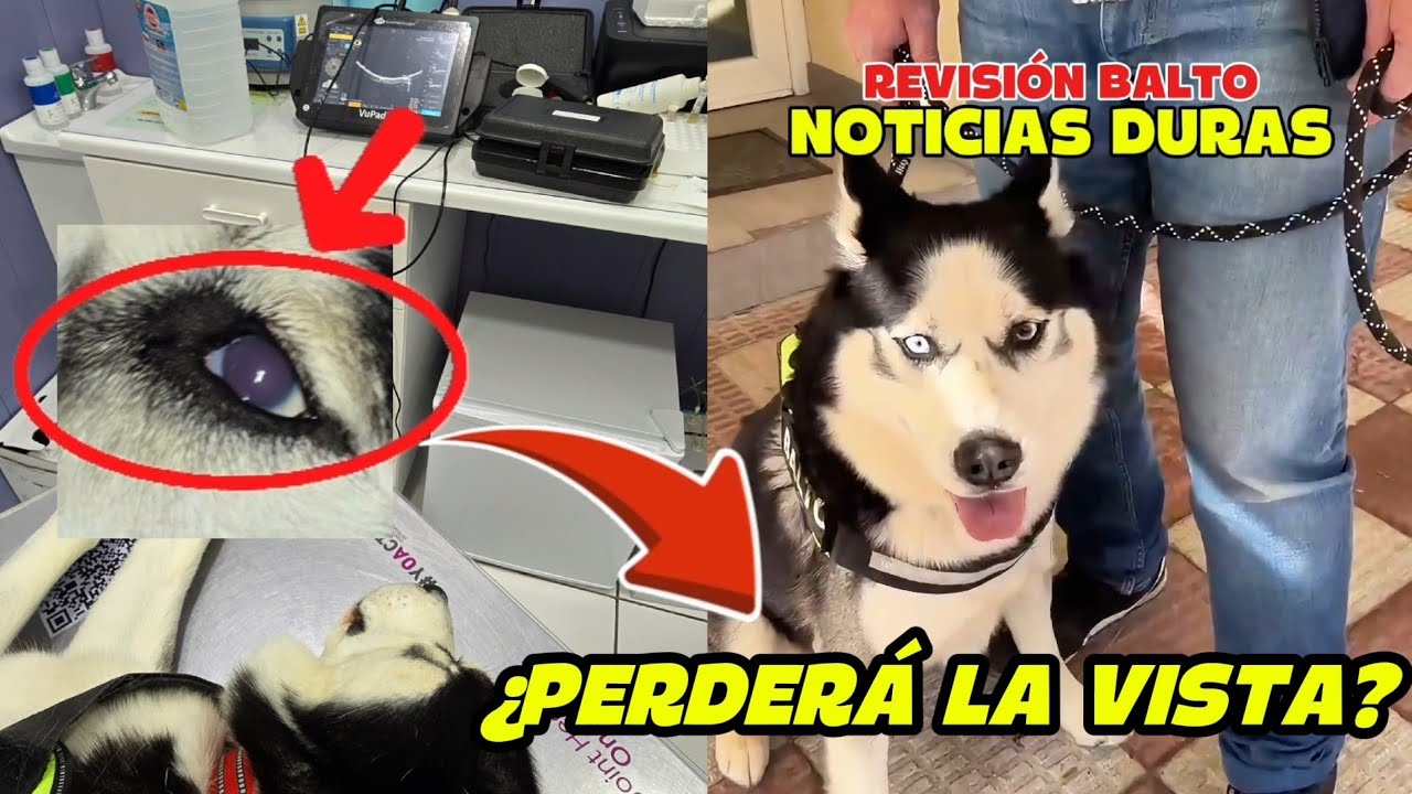 Balto podría PERDER LA VISTA de su OJO: Su iris no reacciona 💔