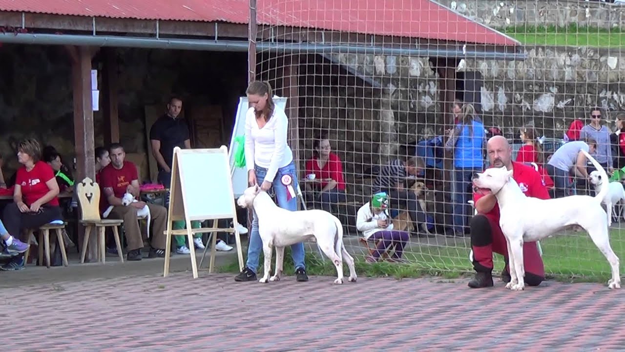 Dogo Argentino 21.09.2014 Ruzomberok Klubowa Wystawa Molosów (13)