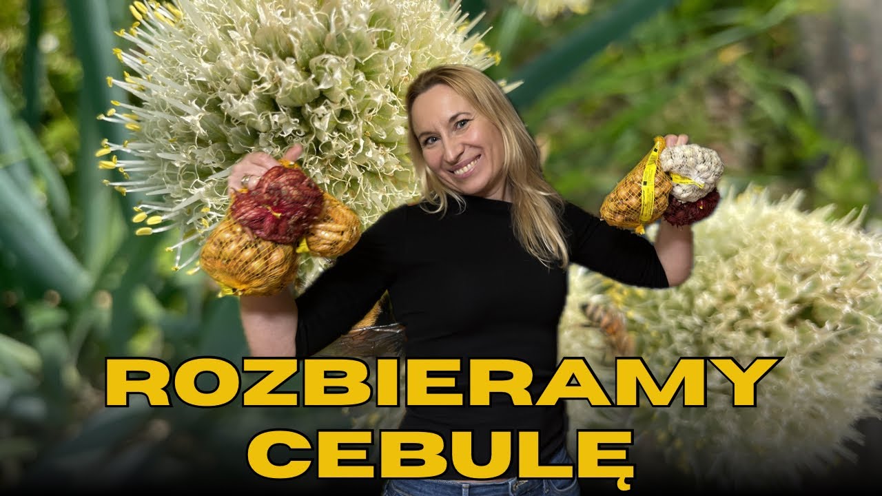 Rozbieramy cebulę na czynniki pierwsze! Rodzaje, siew i sekrety uprawy.