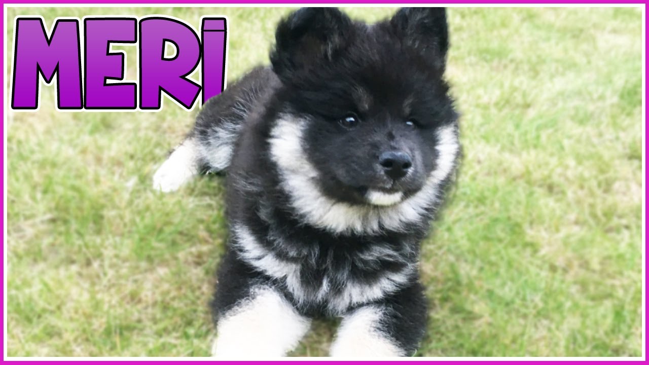 Meri the Crazy Pup!