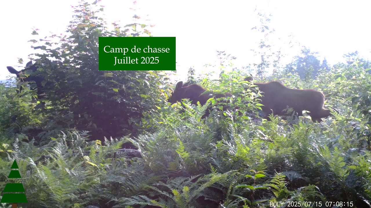 Trail Cam - Camp de chasse - Juillet 2025