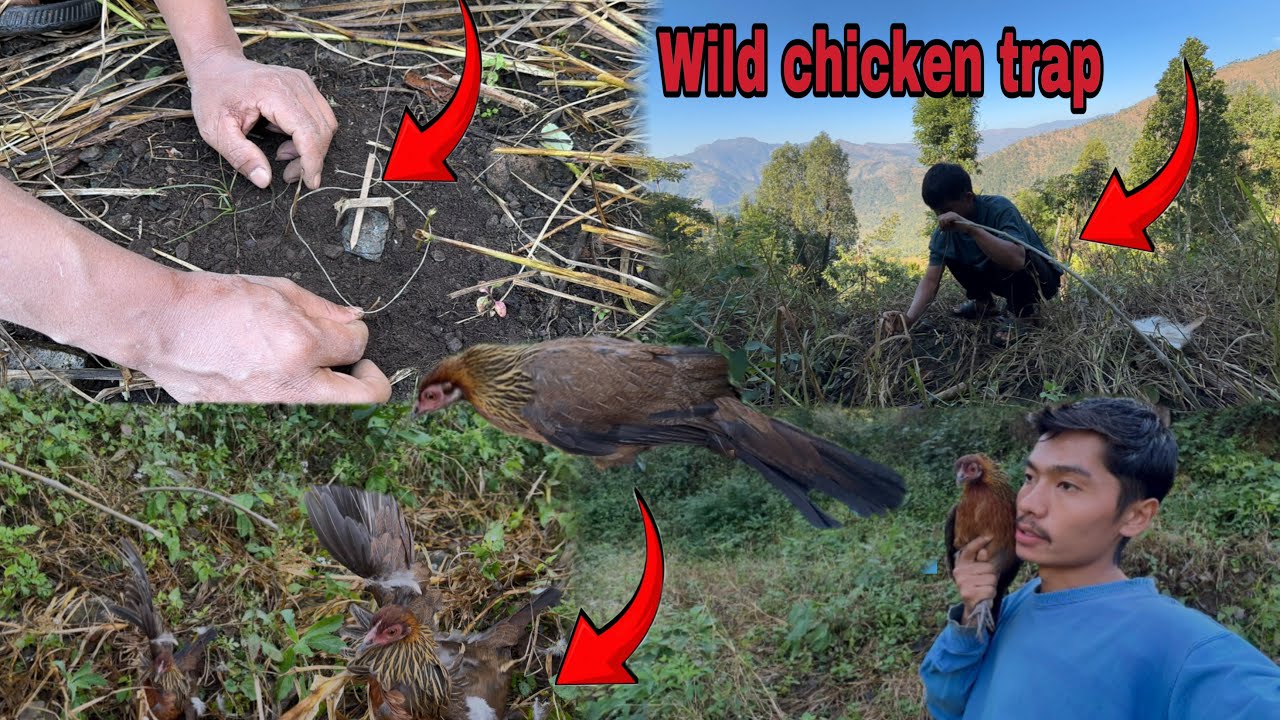 Wild Chicken Trap in Jungle 🐓 – जंगलमा जंगली कुखुरा समात्दै!🌿